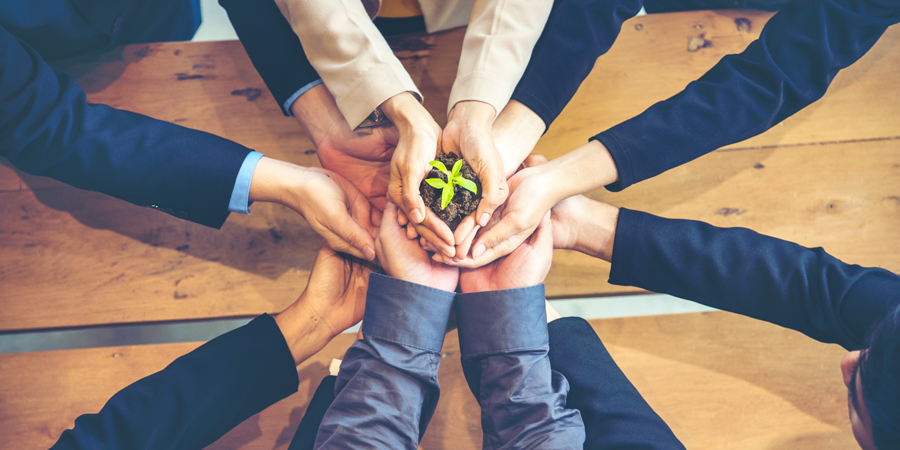 Hands holding a small green plant