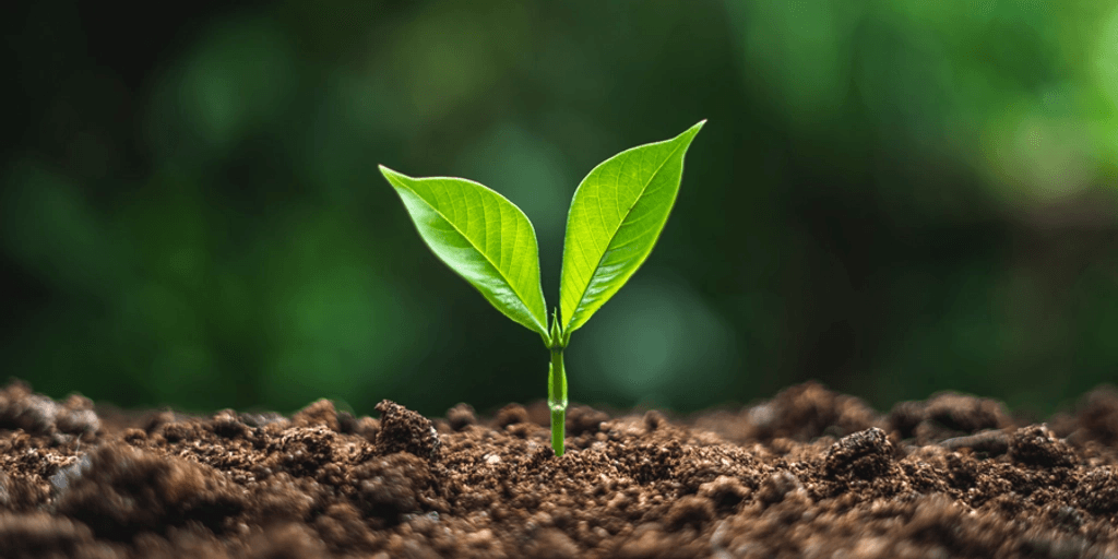 Small green plant